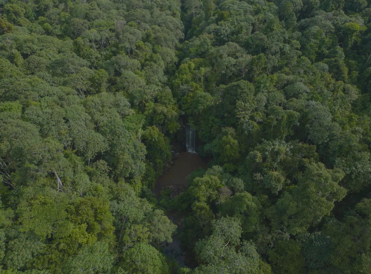 Hutan