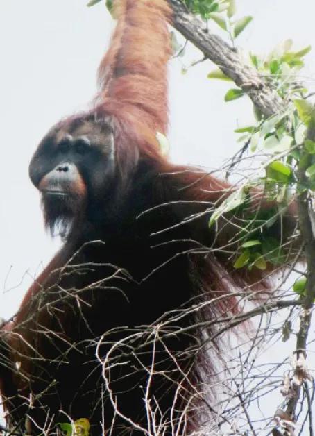 Orangutan